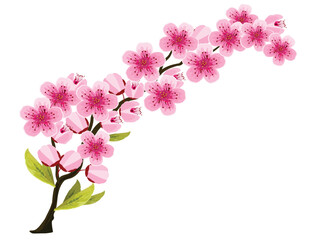 Naklejka na ściany i meble Pink cherry blossom branch in spring, isolated on white, vector illustration, floral card