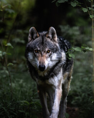 Fototapeta premium European Wolve Stalking