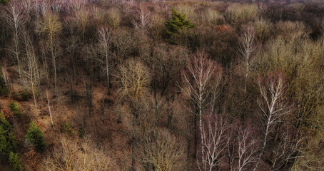 Leafless trees in the forest in the late evening, aerial view. Landscape.