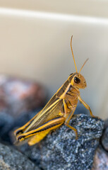 Fototapeta premium Closeup of a brown grasshopper sitting on black and red pebbles. Selected focus.