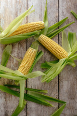 resh corn cobs on background