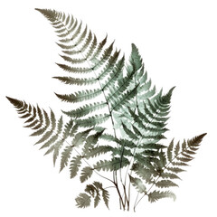 Ai Generated Art Watercolor Abstract Fern Leaves against White Background in Pastel Sage Green Colors