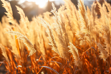 Close-up of tall grasses basking in the sun 