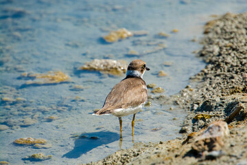 Young little ringed plover in the beach of a lake