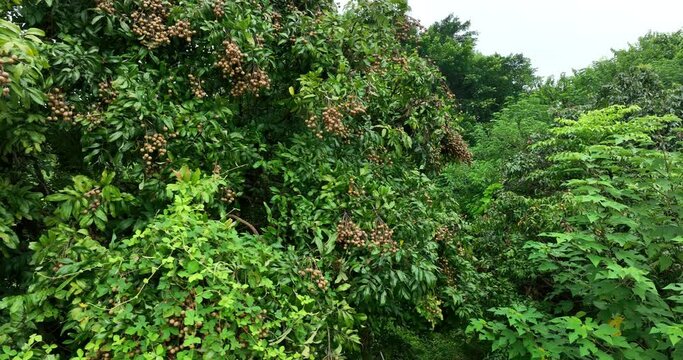 Longan fruit in growth on tree in summer