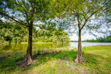 Photo of two trees by a lake naturescape long exposure with motion blur