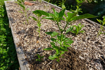 growing peppers in raised bed in backyard garden, blooming peppers, planting peppers