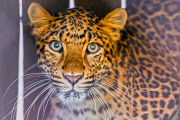 Portrait of a young female North Chinese leopard