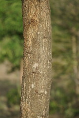 Growing tree trunk , close up view