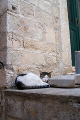 Cat in Dubrovnik