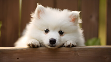 white pomeranian dog