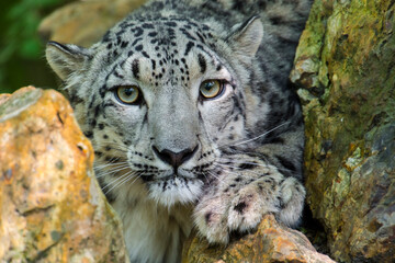Portrait of a snow panther or snow leopard