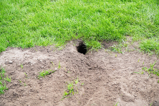 Freshly dug gopher hole in the ground