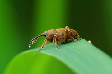 Closeup shot of a small long-nosed weevil ,Curculio glandium, on a blade of grass