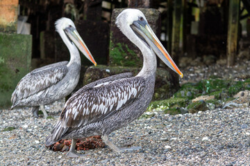 Pelicano (Pelecanus thagus) en la orilla de la playa
