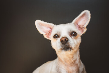 Weißer kleiner Hund