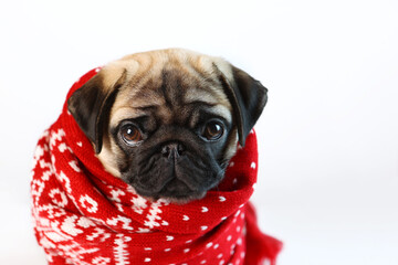 Pug puppy is wrapped in a red scarf. Knitted scarf. Winter cold. Isolated object. Copy space.