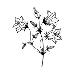 Flowers Field Bells. Vector stock illustration eps10. Outline, hand drawing. Isolate on a white background. 