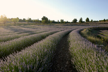 A lavender field in bloom on a sunny day