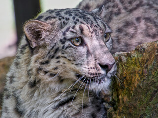 Portrait of a snow panther or snow leopard