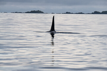 Fototapeta premium Schwanzflosse eines Orcas, auch Schwertwal genannt
