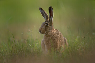 European hare on the meadow. European nature during summer season. Hare during the sunset. 