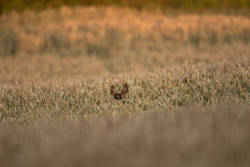 Roe deer during rutting season. Deer on the meadow. European nature during summer season. Doe of roe deer on the field. 