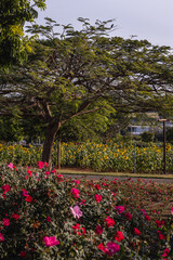 Obraz premium árvore na cidade de Holambra, Estado de São Paulo, Brasil