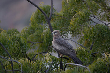 Black kite bird near lake on tree searching for food. Beautiful bird during summer. Wall mountings of birds. seasonal greetings with bird background.