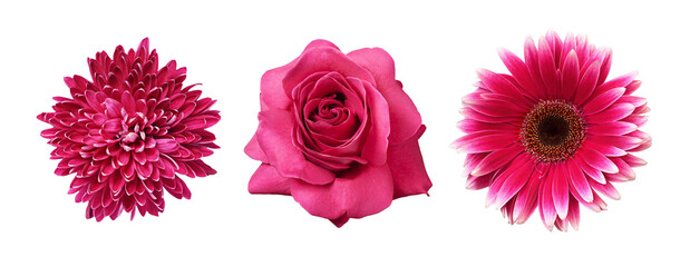 Set of different pink flowers (gerbera; rose; chrysanthemum) isolated on white or transparent background. Top view.