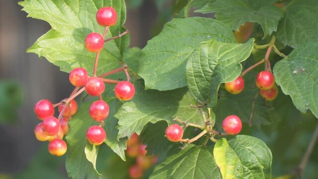 Red viburnum berries on a background of green bush leaves. Soft selective focus. Camera panning