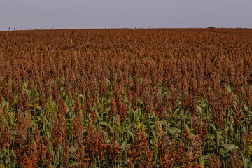 plantação de sorgo na cidade de Holambra, Estado de São Paulo, Brasil