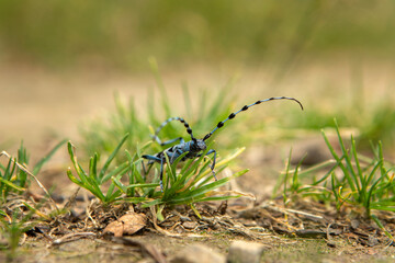 Rare rosalia longicorn in the forest. Rosalia alpina in the Little Carpathians park. Blue beetle with black stains and long feelers.