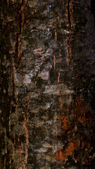 Bark wood background. Tree bark texture. Tough rude wooded surface pattern. Macro closeup.