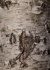 Birch bark wood background. Birch tree bark texture. Tough rude wooded surface pattern. Vertical macro closeup.
