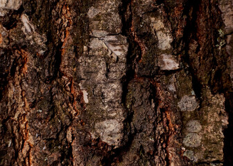 Hornbeam bark wood background. Hornbeam tree bark texture. Tough rude wooded surface pattern. Macro closeup.