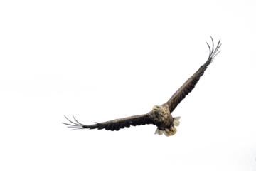 The sea eagle is Northern Europe's largest nesting bird of prey and the fourth largest of the world's eagles,Nordland county,Norway