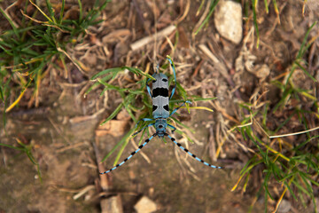 Rare rosalia longicorn in the forest. Rosalia alpina in the Little Carpathians park. Blue beetle with black stains and long feelers.