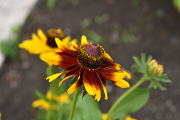 Rudbeckia laciniata. Yellow-red flowers on a green bush. Summer garden.