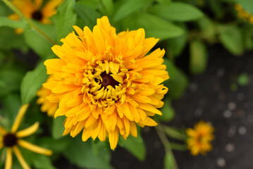 Rudbeckia laciniata. Yellow-red flowers on a green bush. Summer garden.
