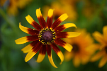 Rudbeckia laciniata. Yellow-red flowers on a green bush. Summer garden.