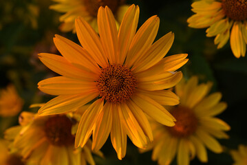 Rudbeckia laciniata. Yellow-red flowers on a green bush. Summer garden.