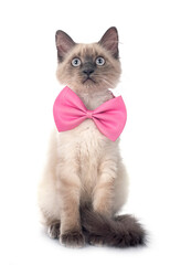 siamese kitten in studio