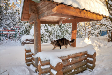 Huge fluffy Maine Coon cat on woody logs. Cat on a winter walk in the village.