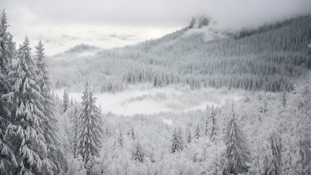 The illustration focuses on a lone tree standing at the entrance to the village as a snow storm approaches. The branches of the tree bend from the force of the wind, and white snowflakes fill the enti