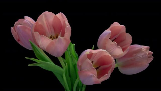 Beautiful bouquet of Pink tulips on black background. Springtime. Mother's day, Holiday, Love, birthday, Easter