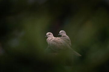 Eurasian collared dove in the garden. Streptopelia decaocto is sitting on the pole. Gray bird with black neckline