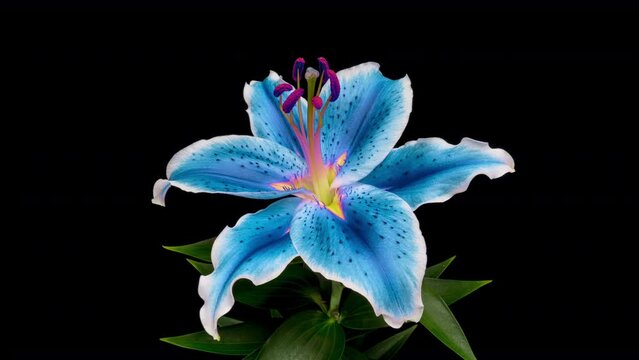 Amazing colourul Lily flower bud opening time lapse, close up, isolated on black background. 4K UHD video