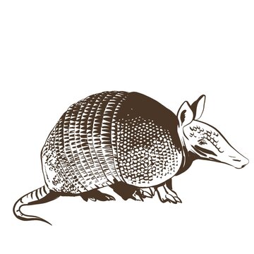 armadillo simple grey ink on white background sketch. isolated monochrome illustration for tattoo , logo or print 