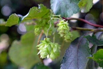 Close up of hops, flowers of the hop plant Humulus lupulus